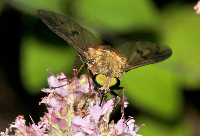 Pangonius cfr. variegatus, femmina  (Tabanidae)